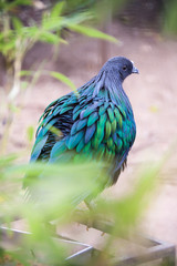 Back view of Nicobar Pigeon (Caloenas nicobarica), India
