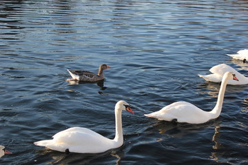 Schwäne und eine Graugans auf einem Fluss