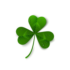 Saint Patrick's Day three leaf clover with dew