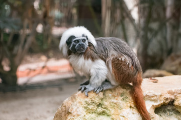 Tamarin à crête blanche