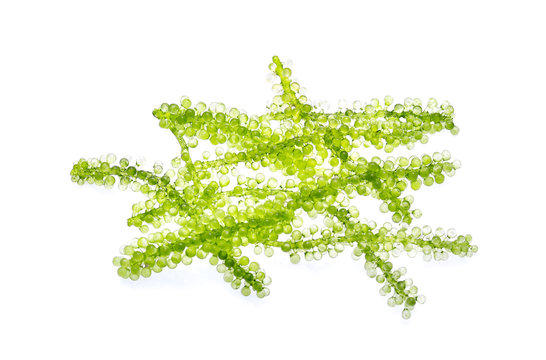 Umi-budou, grapes seaweed or green caviar isolated on white back