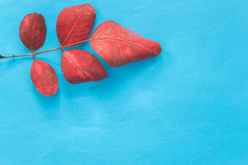 Red rose leaf on a blue background