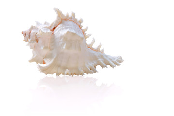 Obraz na płótnie Canvas Sea shells isolated on white background with clipping path.