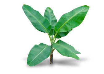 Banana trees isolated on white background. File contains a clipping path.