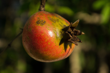 pomegranate fruit