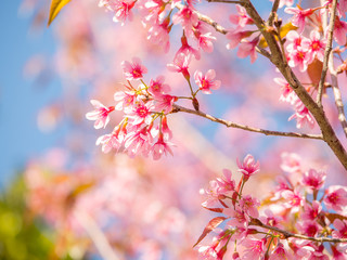 Wild Himalayan Cherry flower, Pink of Cherry blossom 1