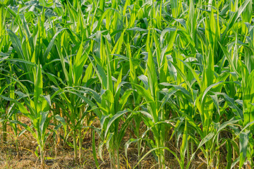 Green corn field in agricultural garden