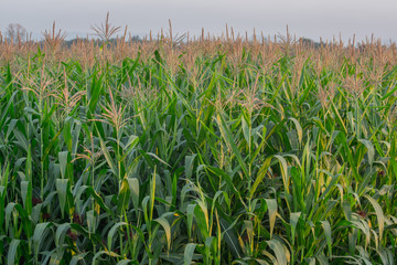 Fototapeta premium Green corn field in agricultural garden