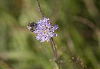 Wiesen - Witwenblume