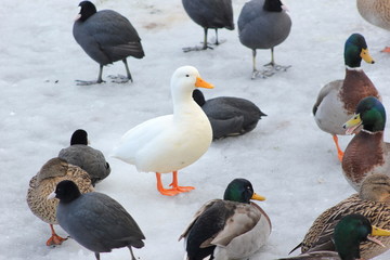 Fototapeta premium Schneegans (weiße Gans) inmitten von Stockenten (Enten)