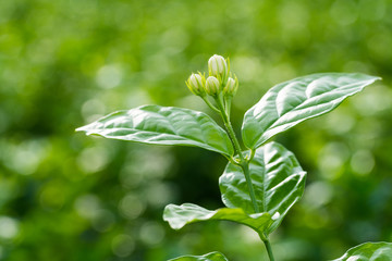 bud of jasmine flower