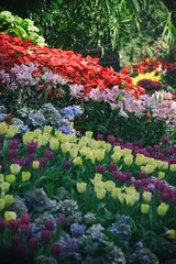 tulip in ChiangMai Flower Festival