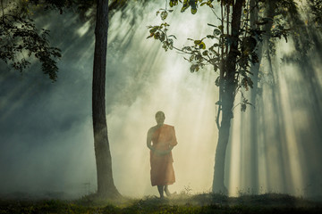 Vipassana meditation monk walks in a quiet forest. - obrazy, fototapety, plakaty