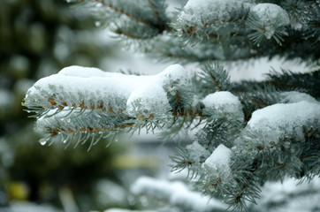 Fir tree branch covered with ice and snow