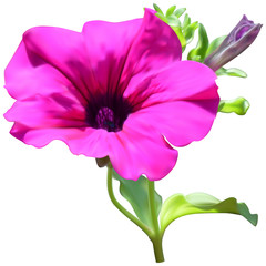 Pink petunia flower