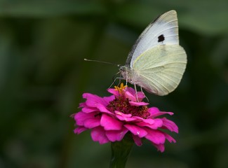 Butterfly on a pink nice flower close up