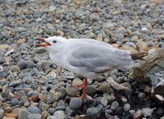 White gulls walking in stone beach in New Zeland. New Zealand birds. Seagull looking for food from people. Seagull going left