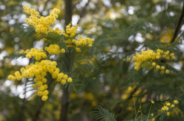 Цветущая желтая мимоза