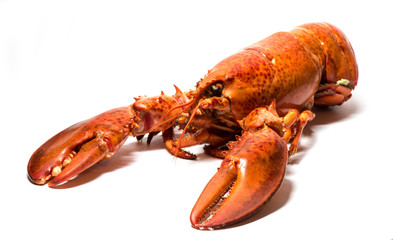 Lobster