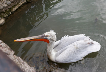 Белый пеликан с красным клювом в темной воде