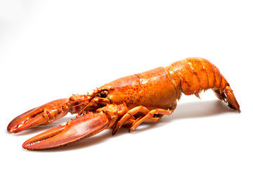 Lobster