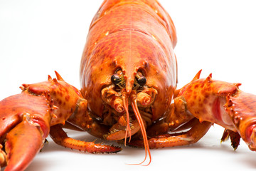 Lobster