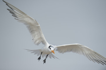 A Royal Tern flies above a beach with its wings stretched out and legs hanging down.