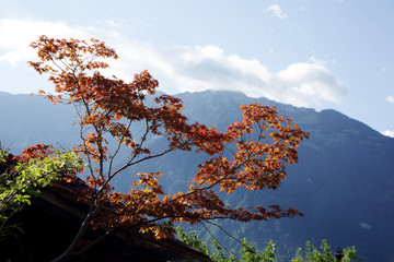 Colorful maple leaves,  Interlaken