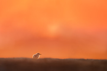 A tiny Least Tern chick sits on an open sandy beach alone as the sun rises behind it with a bright orange sky.