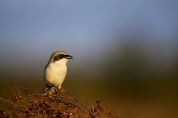 A Loggerhead Shrike perches on a dead branch in the late evening sunlight with a soft background.
