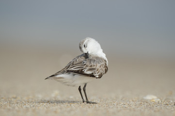 A small Sanderling stands on a sandy beach while preening and cleaning its feathers.