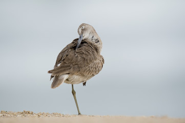 A Willet preens and cleans its feathers with its eye shut while standing on one leg in soft overcast light.