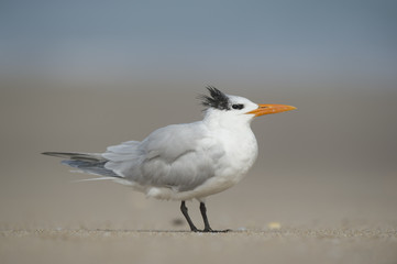 A Royal Tern stands on a sandy beach with a smooth background and soft sunny light.