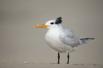 A Royal Tern stands on a sandy beach with a smooth background and soft sunny light.