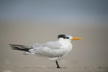 A Royal Tern stands on a sandy beach with a smooth background and soft sunny light.