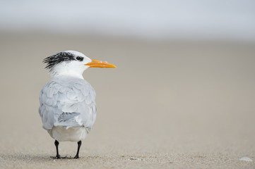 A handsome Royal Tern stands on a sandy beach showing off its impressive orange bill with a tiny shell on the ground.