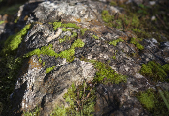 Moos auf einem Felsen