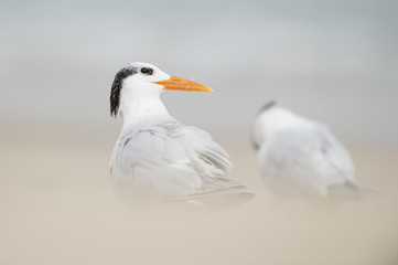 A Royal Tern stands on a beach with a smooth foreground and background in soft overcast light.