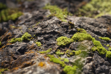Moos auf einem Felsen