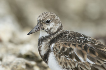 A close up portrait of a Ruddy Turnstone in soft overcast light.