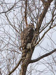 Young northern goshawk on tree