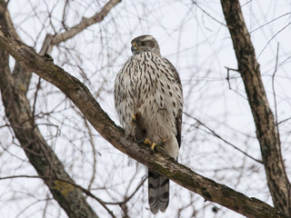 Young northern goshawk