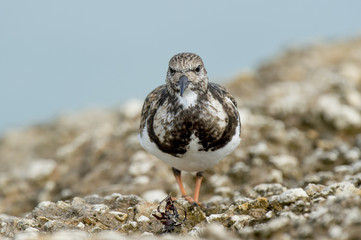 A Ruddy Turnstone head on while standing on a light rock jetty in soft overcast light.