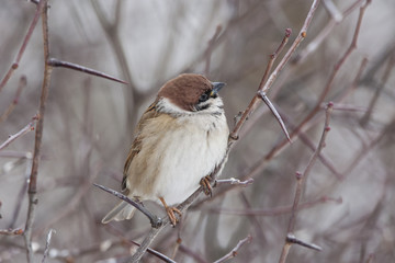 Eurasian tree sparrow on thorn