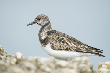 A Ruddy Turnstone stands on a light rock jetty in front of a smooth background with soft overcast light.