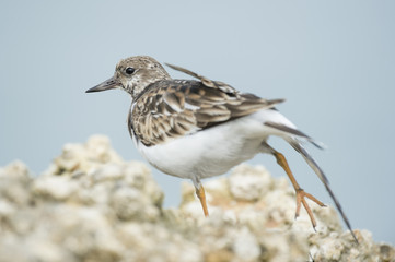 A Ruddy Turnstone stretches it wing and leg while standing on a light rock jetty in soft overcast light with a smooth background.