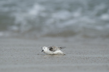 A Sanderling splashes around bathing in the shallow ocean water on a sandy beach.