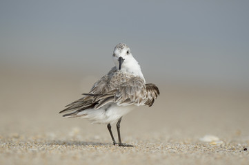 A Sanderling looks funny as it shakes its wings out after a cleaning session on a sandy beach.