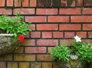 Fototapeta na wymiar Vintage style planters with flowers and bright green leaves on terracotta bricks wall 