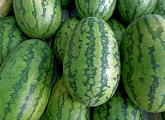 Pile of green with dark green stripes rind oval shape ripe Watermelons 